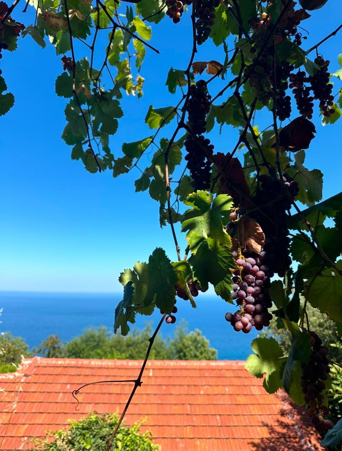 شقة Om Living Pelion Áyios Dhimítrios المظهر الخارجي الصورة